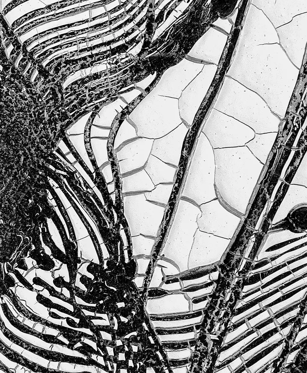 19 Original Size (Detail 1)